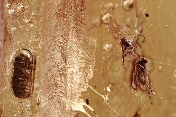 Fossil Beetle (Ptinidae) & Fungus Gnat (Sciaridae) in Baltic Amber #300710